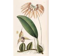 ZHAOSHAN Dipinti Famosi Immagini Moderni Parete Immagine Bulbophyllum Eberhardtii o Bulbophyllum Longiflorum por un artista famoso per la Decorazione Domestica dell'ufficio 60x90cm
