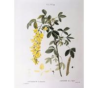 ZHAOSHAN Dipinti Famosi Poster D'epoca Parete Immagine del Muro Catena d'oro di Pierre Joseph Redouté per L'arredamento del Soggiorno 60x90cm