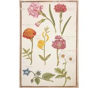 ZHAOSHAN Famoso Quadri Murale Stampe Olio Dos claveles Caléndula francesa Escoba española Borraja doble de Nicolas Robert per la Decorazione Domestica dell'ufficio 60x90cm