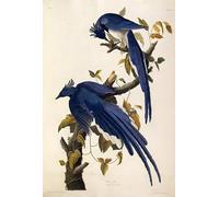 ZHAOSHAN Famoso Quadri Murale Stampe Olio El arrendajo Garrulus Ultramarinus de Birds of America de John Audubon per L'arredamento del Soggiorno 60x90cm