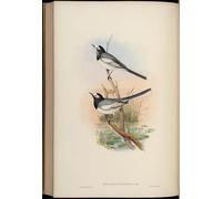 ZHAOSHAN Famoso Stampa Artistica Poster Stampa Animal Ave Motacilla Personata Motacilla Alba Personata de John Gould per la Decorazione Domestica dell'ufficio 60x90cm