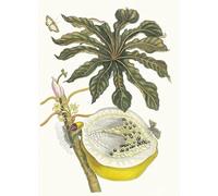 ZHAOSHAN Famoso Stampa Artistica Poster Stampa Carica Papaya de Maria Sibylla Merian per la Decorazione Domestica dell'ufficio 60x90cm