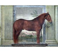 ZHAOSHAN Famoso Tela graffiti Artistiche Tela de un animal castaño de los establos de Ludovico Gonzaga III de Mantua de Giulio Romano per la Decorazione Domestica dell'ufficio 60x90cm