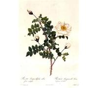 ZHAOSHAN Famoso Tela graffiti Artistiche Tela Rosa Pimpinellifolia Alba Flore Multiplei de Pierre Redouté per la Decorazione Domestica dell'ufficio 60x90cm
