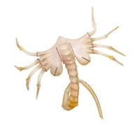 Zibeem Copertura per il viso spaventosa di Halloween, copertura per il viso da predatore raccapricciante, per feste per film, circo, cosplay, carnevale, spettacoli, scherzi, festività