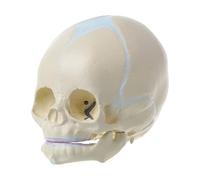 ZIDDAR Modello di scheletro della testa del bambino a grandezza naturale con la mascella inferiore mobile Modello anatomico del cranio della testa del bambino per il rapporto di lezione Modello di