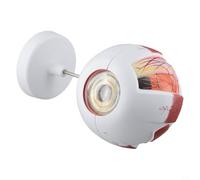 Zilimontt Modello anatomico dell'occhio umano con struttura oculare allargata per l'educazione scientifica, simulazione di bulbi oculari in PVC staccabile per insegnamento di fisiologia e (6 volte)