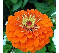 ZINNIA A FIOR DI DAHLIA ARANCIO NR.100 SEMI