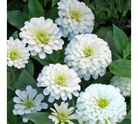 ZINNIA A FIOR DI DAHLIA BIANCO NR.100 SEMI