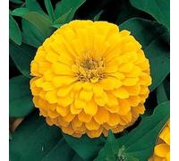 ZINNIA A FIOR DI DAHLIA GIALLO NR.100 SEMI