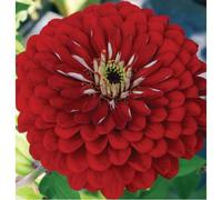 ZINNIA A FIOR DI DAHLIA ROSSO NR.100 SEMI
