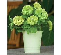 ZINNIA A FIOR DI DAHLIA VERDE NR.100 SEMI