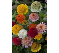 ZINNIA CRESTO MISCUGLIO NR.30 SEMI
