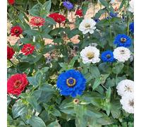 zinnia di balcone semi decorazione decorativa 100pcs