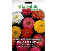 ZINNIA GIGANTE DOPPIA DELLA CALIFORNIA MIX SEMI IN BUSTINA