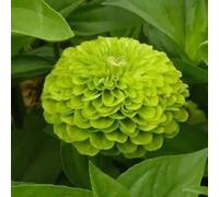 Zinnia Lime Green - Envy - 360 Semi Zinnia Elegans Fiorito - NPWS Seeds ONLY