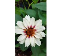 ZINNIA MAYILANDICA- VARIETA' STARLIGHT ROSE-