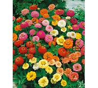 ZINNIA NANA THUMBELINA NR.30 SEMI