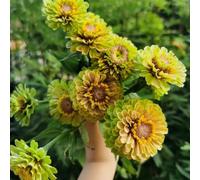 Zinnia perenne resistenti semi di perenne resistenti di primavera tagliati giardino interno selvaggio roccia semi bonsái 70pcs