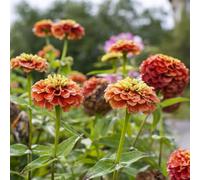 zinnia selvatici di balcone decorativo di primavera roccia resistente decorazione giardino del balcone semi selvatici 180pcs