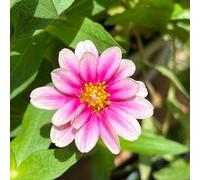 zinnia - semi roccia decorativa decoraciones jardín 125pcs