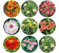 zinnia - semi roccia semi giardino del suolo balcone 80pcs