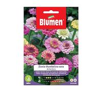 Zinnia Thumbelina Nana Bord