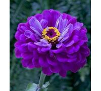 Zinnia viola principe Elegans 50 Semi