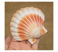 ZIUBMVDYC Conchiglie di capesante Gialle da 3-4 Pollici Conchiglie Mare Spiaggia for la Lavorazione Artigianale for Il riempimento vasi for acquari Fai Te (1 pz) -Conchiglie Naturali