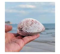 ZIUBMVDYC Conchiglie Naturali Grandi Conchiglie 8~10CM for Decorazioni for Feste a Tema Spiaggia Matrimonio -Conchiglie Naturali