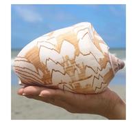 ZIUBMVDYC Enorme Conchiglia oceanica da 12-13 cm, Conchiglie Jumbo perfette for Matrimoni, Decorazioni for la casa, Collezionisti di -Conchiglie Naturali(12cm)