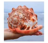 ZIUBMVDYC for Decorazioni for Pavimenti di acquari paesaggistici e Ornamenti -Conchiglie Naturali(13~13.5cm)