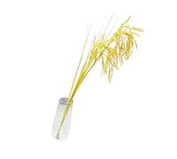 ZJchao Gambi di Grano Secchi per Decorazioni, Paglia di Grano Gambi di Artificiali Composizioni di Fiori Secchi Simulazione Risone per Fattoria Fai da Te (Rametto lungo)