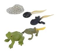 ZJchao Kit di Giunco a Rana, Modello di Ciclo di Vita Animale Figura in Miniatura Biologia Educativa Giocattoli di Rana Kit per Ragazzi Bambini Piccoli Bambini