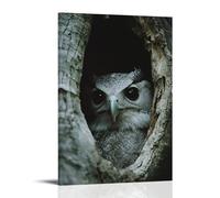 ZLLJXFZZ Poster da parete a forma di Kapok cavo, con immagine di un nido d'aquila dell'arpia, decorazione moderna da appendere, 20 x 30 cm