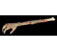 Zombie Gratta Schiena - Graffi Mano-Grattare Horror Monster Mano