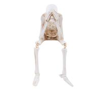 ZONADAH Statua di scheletro di Halloween "See No Evil", statuette di scheletro artificiali, realistiche per la casa, casa infestata, decorazione per feste di Halloween