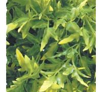 Zoo Med Grande Pianta Artificiale Appesa - Rettili/Pesci - Croton Boliviano