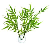 Zoo Med Laboratories AZMBP22 Betta Plant Bamboo