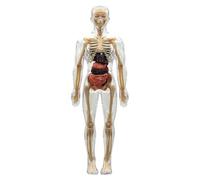 ZoraYorce Kit di modellismo, scheletro del corpo umano, statuetta anatomica | Modellino "Scheletro del corpo umano", figura anatomica trasparente per imparare l'educazione pratica per bambini