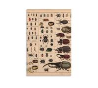 ZOZO HOUSE Introduction to Various Beetles Quadro 30 x 45 cm