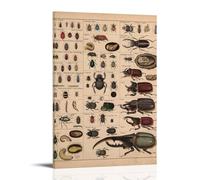 ZOZO HOUSE Introduction to Various Beetles Quadro 30 x 45 cm