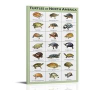 ZOZO HOUSE North American Turtles - Decorazione murale, 40 x 60 cm