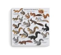 ZOZO HOUSE Poster Squirrels in The World, 50 x 50 cm