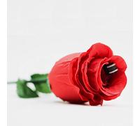 ZQION The Fire Rose 2.0-Trucchi magici Puntelli magici del Fuoco Close Up Magic Stage Gentalismo