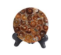 ZTBH Cristallo di Meditazione Naturale 90-110mm Madagascar fossili fossili Ammonite Fetta Piastra Rotonda sottobicchieri con Guscio Naturale Pietre e minerali Esemplare Pietra di Cristallo