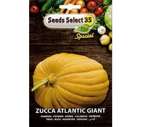 ZUCCA ARANCIONE ATLANTIC GIANT SEMI IN BUSTINA