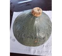 ZUCCA BLUE BALLET-zucca invernale-