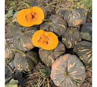 Zucca - Butternut da orto da balcone decorazioni giardino per esterni balcone serra internadi di vecchie varietà interno arredamento del 160semi