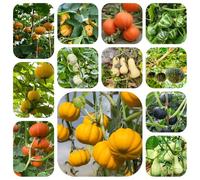 Zucca - Butternut di vecchie varietà arredamento del soggiorno da giardino roccioso in vaso da orto balcone decorazioni giardino per esterni appartamento 180semi